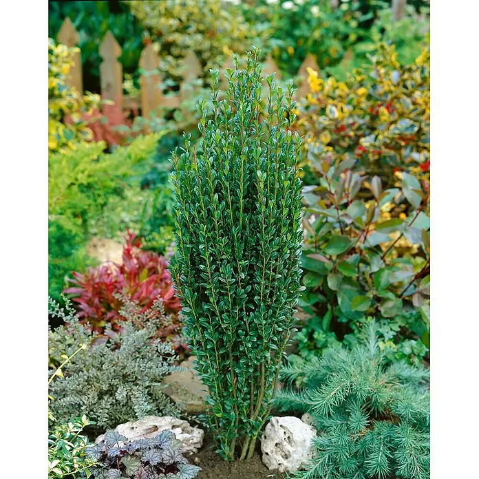 Pflanzen für dich Japan-Stechpalme 20-30 cm - Ilex crenata 'Fastigiata', Aktuelle Wuchshöhe: 20 cm - 30 cm - Hohe, säulenförmige immergrüne Pflanze mit kleinen, dichten grünen Blättern in einer Gartenumgebung.