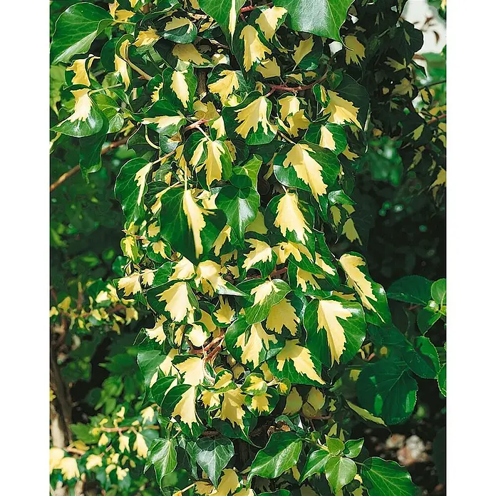 Pflanzen für dich Efeu 40-60 cm - Hedera helix 'Goldheart' - Dichter panaschierter Efeu mit leuchtend grünen und gelben Blättern, der seine Klettereigenschaft zeigt.