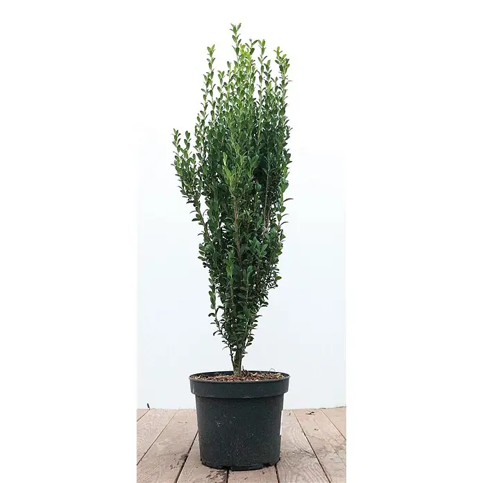 Pflanzen für dich Japan-Stechpalme 60-80 cm - Ilex crenata 'Fastigiata', Aktuelle Wuchshöhe: 60 cm - 80 cm - Hohe, schlanke, dunkelgrüne immergrüne Pflanze in einem schwarzen Plastiktopf.