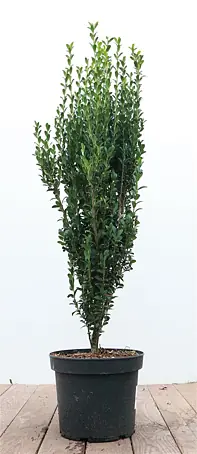 thuja als zimmerpflanze Thuja occidentalis 'Brabant' Konifere (Lebensbaum) | 100-125 cm im Topf