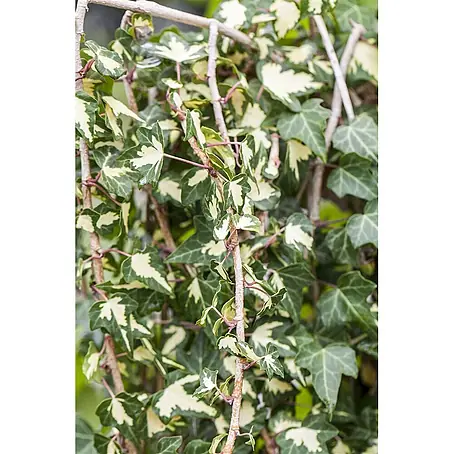 Pflanzen für dich  Efeu 40-60 cm