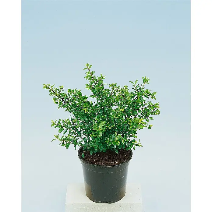 Pflanzen für dich Japan-Stechpalme 30-40 cm - Ilex crenata 'Ellipta Convex', Aktuelle Wuchshöhe: 30 cm - 40 cm - Grüne Topfpflanze mit kleinen Blättern in einem schwarzen Plastiktopf.