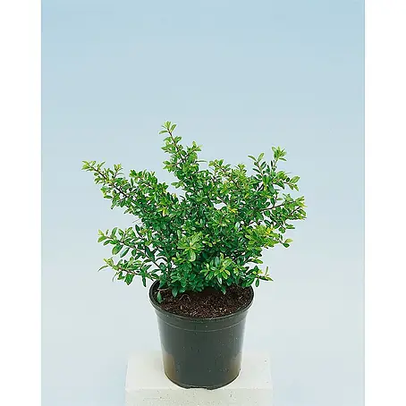 Pflanzen für dich  Japan-Stechpalme 20-25 cm
