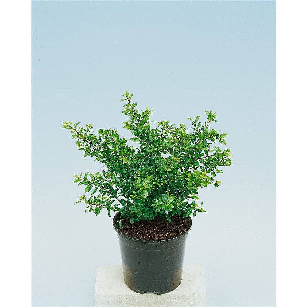 Pflanzen fr dich Japan-Stechpalme 30-40 cm online kaufen bei BAUHAUS