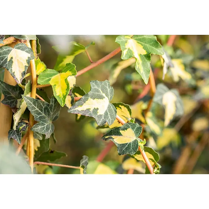 Pflanzen für dich Efeu 40-60 cm - Hedera helix 'Goldheart' - Nahaufnahme von panaschierten Efeublättern, grün mit gelben Zentren, an Zweigen.