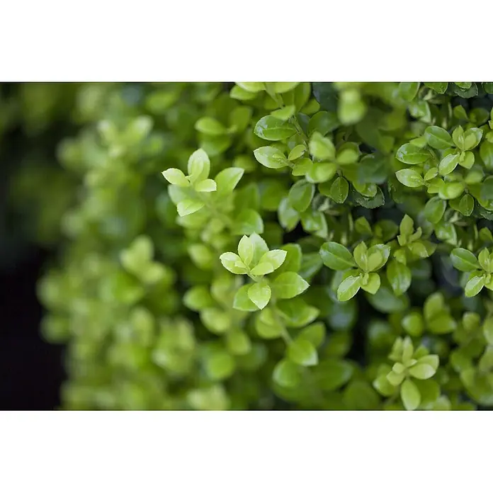 Pflanzen für dich Japan-Stechpalme 25-30 cm - Ilex crenata 'Golden Rock', Aktuelle Wuchshöhe: 25 cm - 30 cm - Nahaufnahme von leuchtend grünen Blättern einer Pflanze, mit frischem Laub und Wassertropfen.