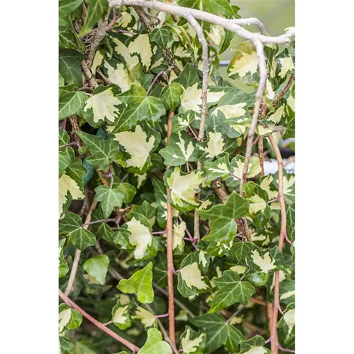 Pflanzen für dich Efeu 40-60 cm - Hedera helix 'Goldheart' - Buntblättriger Efeu mit üppigen grün-weißen Blättern an rotbraunen Stängeln, dicht wachsend.