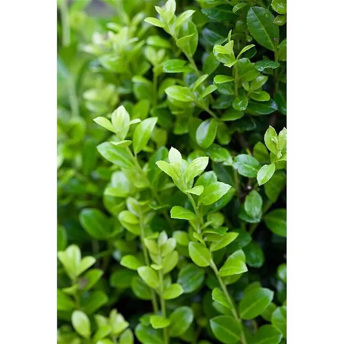 Pflanzen für dich Japan-Stechpalme 25-30 cm - Ilex crenata 'Golden Rock', Aktuelle Wuchshöhe: 25 cm - 30 cm - Üppiges, hellgrünes Laub und Stängel einer gesunden Pflanze.