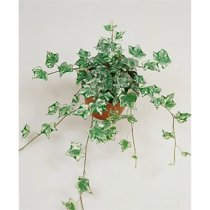 Pflanzen für dich Efeu 60-100 cm - Hedera helix 'Eva' - Buntblättrige Efeupflanze mit grün-weißen Blättern in einem braunen Topf, nach unten rankend.