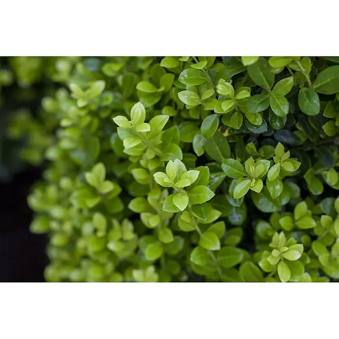 Pflanzen für dich Japan-Stechpalme 25-30 cm - Ilex crenata 'Golden Rock', Aktuelle Wuchshöhe: 25 cm - 30 cm - Lebhaft grünes Laub mit frischen, gesunden Blättern.