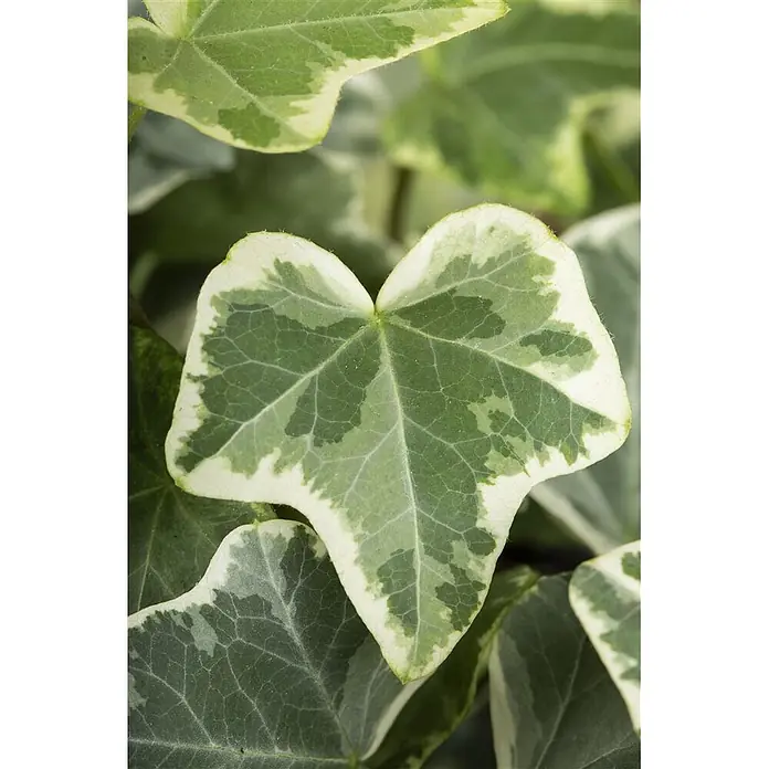 Pflanzen für dich Efeu 60-100 cm - Hedera helix 'Eva' - Nahaufnahme eines panaschierten Efeublatts mit kontrastierenden grünen und weißen Mustern und deutlicher Äderung.