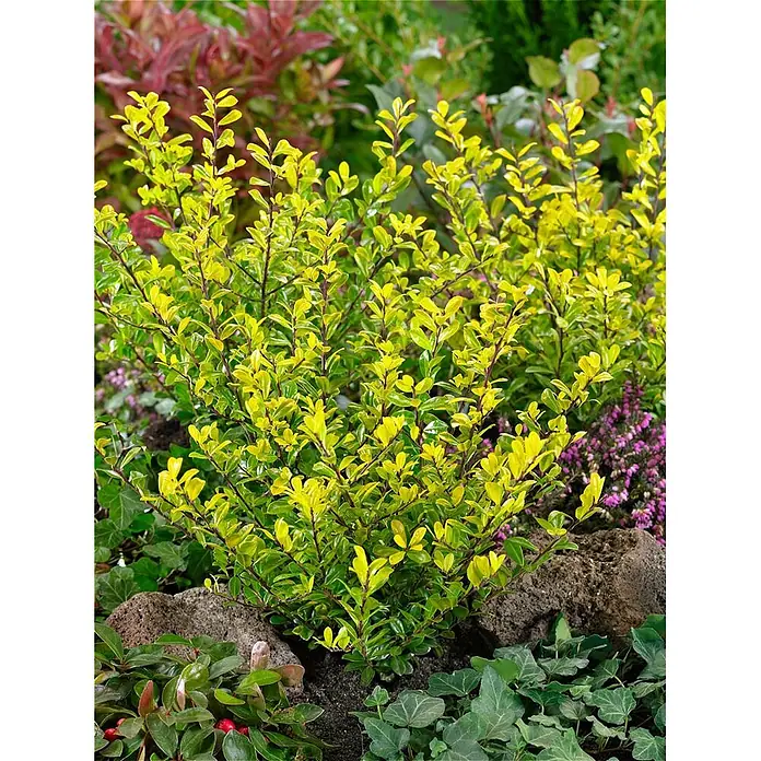 Pflanzen für dich Japan-Stechpalme 25-30 cm - Ilex crenata 'Golden Rock', Aktuelle Wuchshöhe: 25 cm - 30 cm - Leuchtend gelbgrüner Strauch mit dunklen Stielen in einer Gartenumgebung.