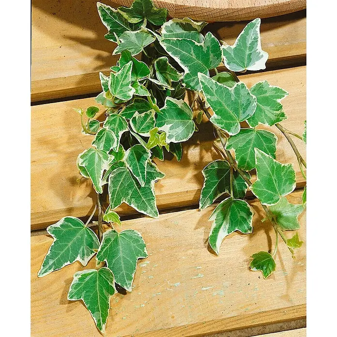 Pflanzen für dich Efeu 60-100 cm - Hedera helix 'Eva' - Bunte Efeupflanze mit grün-weißen Blättern, die auf hellbraunen Holzbrettern rankt.
