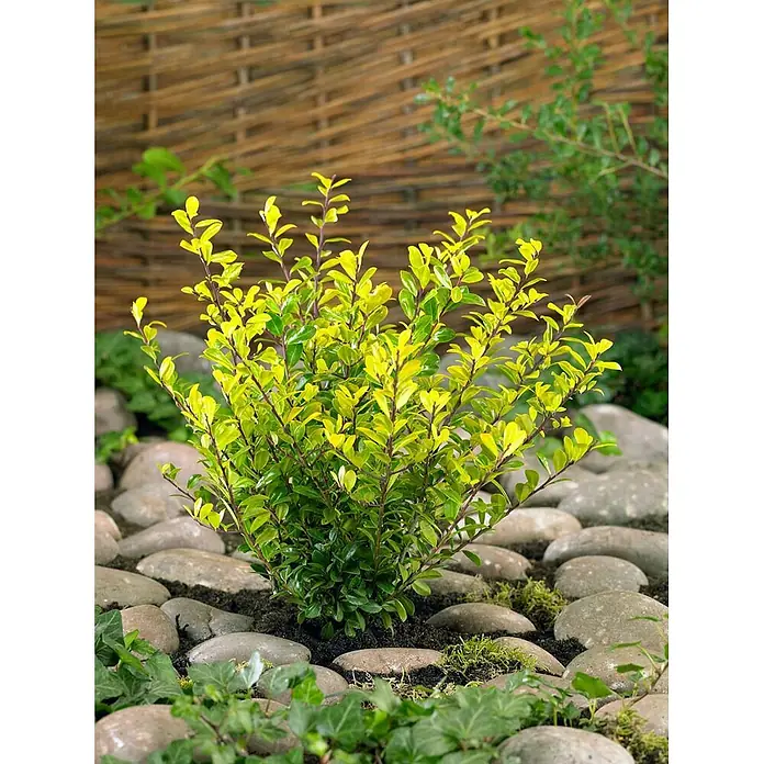 Pflanzen für dich Japan-Stechpalme 25-30 cm - Ilex crenata 'Golden Rock', Aktuelle Wuchshöhe: 25 cm - 30 cm - Leuchtend gelb-grüner Gartenzierstrauch mit dunklen Stielen, zwischen Flusskieseln gepflanzt, ideal für die Gartengestaltung.