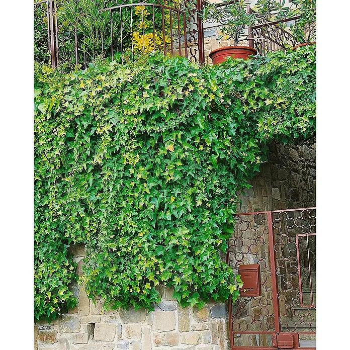 Pflanzen für dich Efeu 100-150 cm - Hedera helix - Üppiger grüner Efeu bedeckt eine alte Steinmauer und ein Metalltor an einem Gebäude.