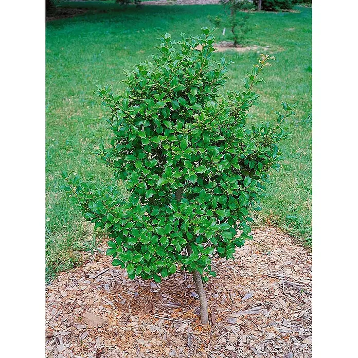 Pflanzen für dich Japan-Stechpalme 20-25 cm - Ilex crenata 'Green Lustre', Aktuelle Wuchshöhe: 20 cm - 25 cm - Grüner Stechpalmenstrauch mit stacheligen Blättern und kleinen grünen Beeren, in einem Gartenbeet mit Rindenmulch gepflanzt.
