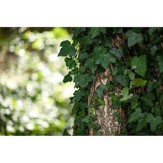 Pflanzen für dich Efeu 100-150 cm - Hedera helix - Nahaufnahme von leuchtend grünen Efeublättern, die einen strukturierten Baumstamm erklimmen.
