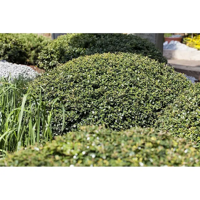 Pflanzen für dich Japan-Stechpalme 20-25 cm - Ilex crenata 'Green Lustre', Aktuelle Wuchshöhe: 20 cm - 25 cm - Ein dichter, runder, grüner Strauch in einer Gartenanlage, mit hohem Gras im Vordergrund und anderen Pflanzen im Hintergrund.