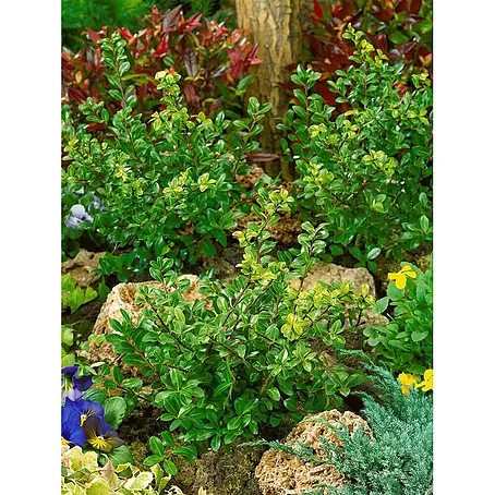 Pflanzen für dich  Japan-Stechpalme 30-40 cm