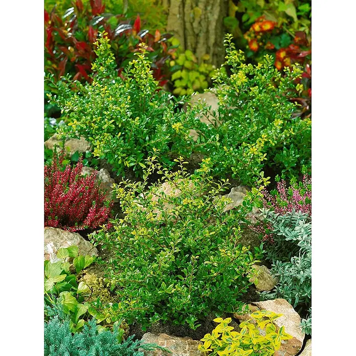 Pflanzen für dich Japan-Stechpalme 20-25 cm - Ilex crenata 'Green Lustre', Aktuelle Wuchshöhe: 20 cm - 25 cm - Kompakter immergrüner Strauch mit kleinen grünen und gelben Blättern, in einem Steingarten gepflanzt.