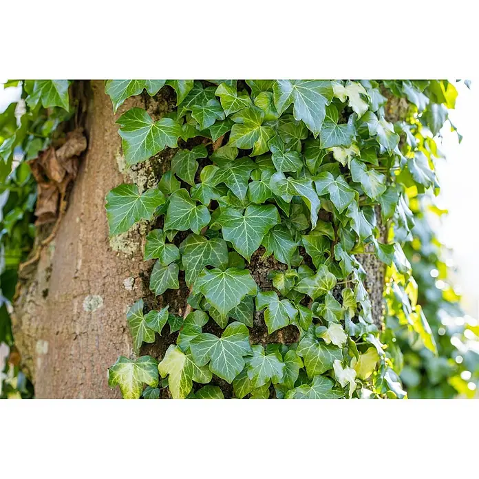 Pflanzen für dich Efeu 100-150 cm - Hedera helix - Üppige grüne Efeublätter mit ausgeprägten Adern, die an einem strukturierten braunen Baumstamm emporranken.