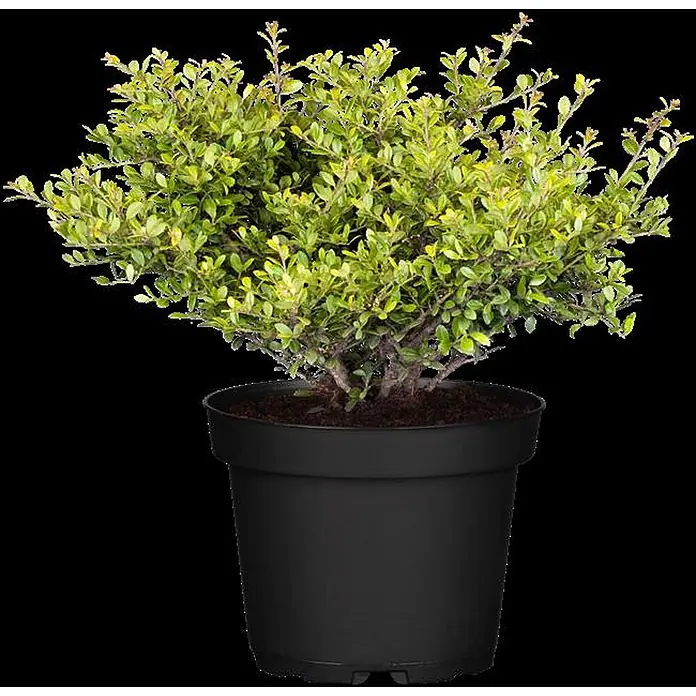 Pflanzen für dich Japan-Stechpalme 15-20 cm - Ilex crenata 'Stokes', Aktuelle Wuchshöhe: 15 cm - 20 cm - Kleiner grüner Laubstrauch in einem schwarzen Plastiktopf.