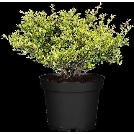 Pflanzen für dich  Japan-Stechpalme 15-20 cm