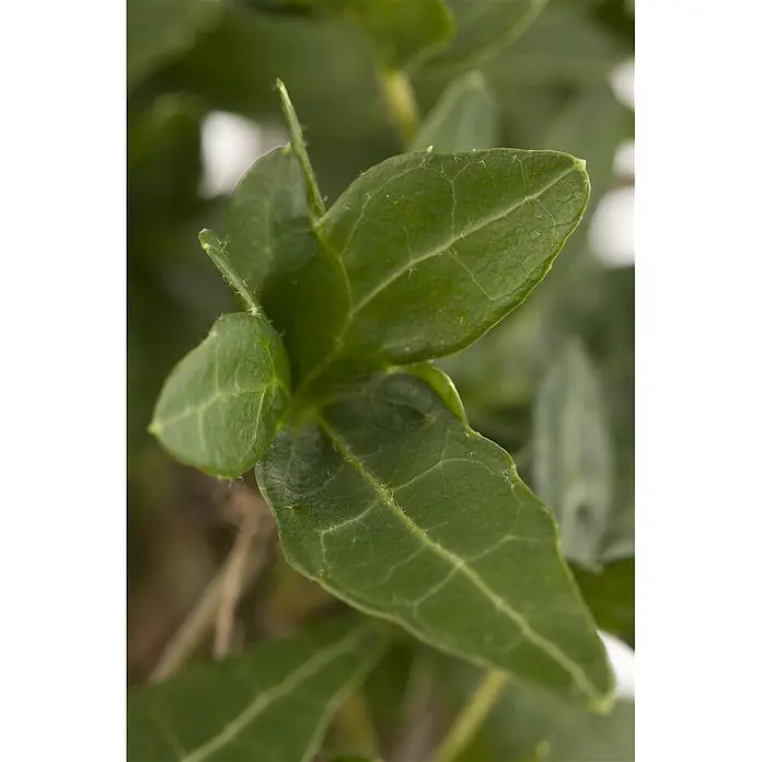 Pflanzen für dich Efeu 100-150 cm - Hedera helix - Nahaufnahme von leuchtend grünen Pflanzenblättern mit komplexen Blattadern und feinen Haaren.