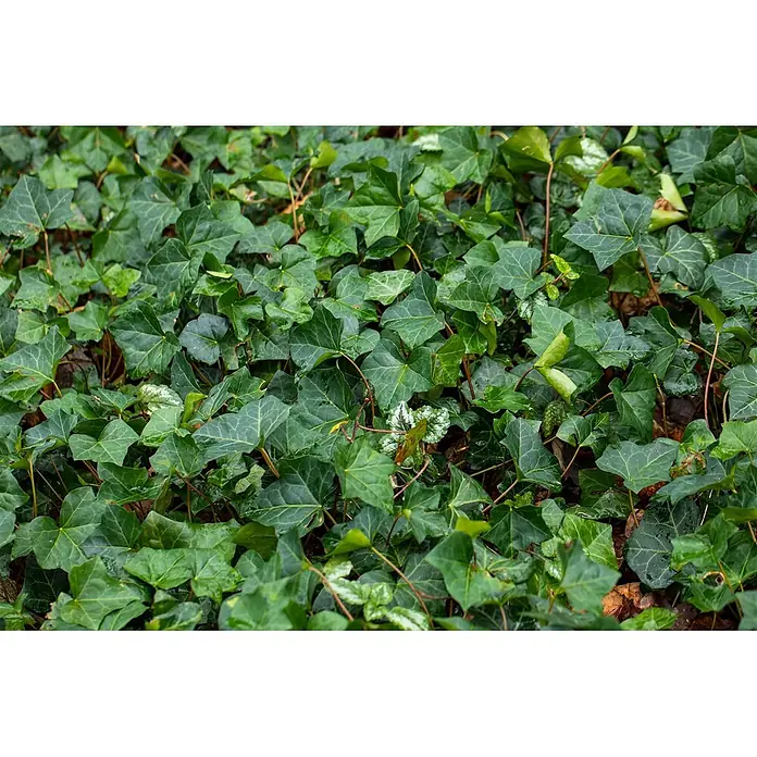 Pflanzen für dich Efeu 100-150 cm - Hedera helix - Dichte Bodenbedeckung aus grünem Efeu mit einigen panaschierten Blättern.