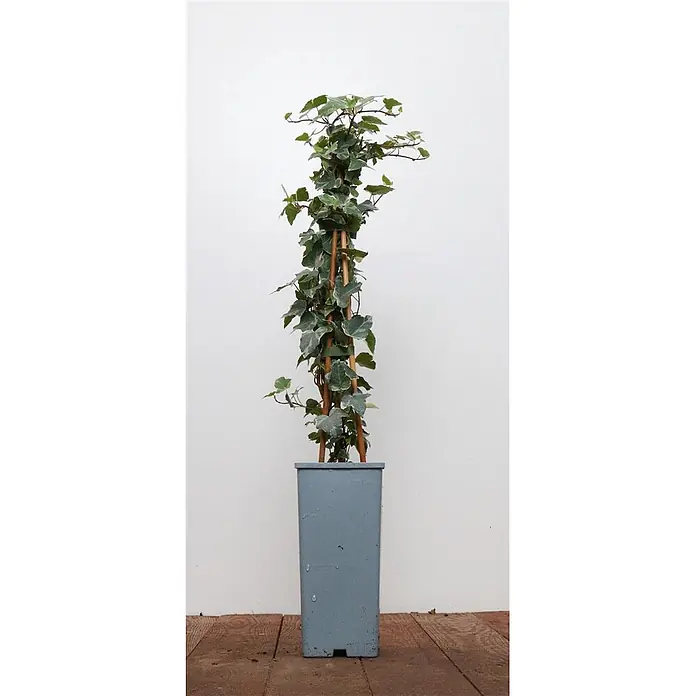 Pflanzen für dich Efeu 40-60 cm - Hedera helix 'Eva' - Gestreifte Efeupflanze im Topf, die an einem Holzspalier in einem hohen, grauen, rechteckigen Topf klettert.