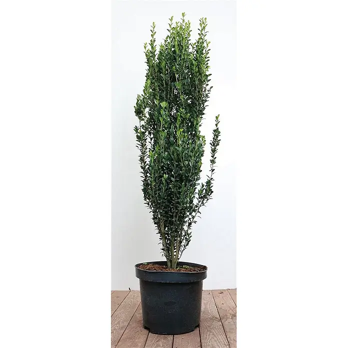 Pflanzen für dich Japan-Stechpalme Japanische Stechpalme - Ilex crenata 'Fastigiata', Aktuelle Wuchshöhe: 80 cm - 100 cm - Hoher, schlanker, dunkelgrüner Strauch in einem schwarzen Kunststofftopf.