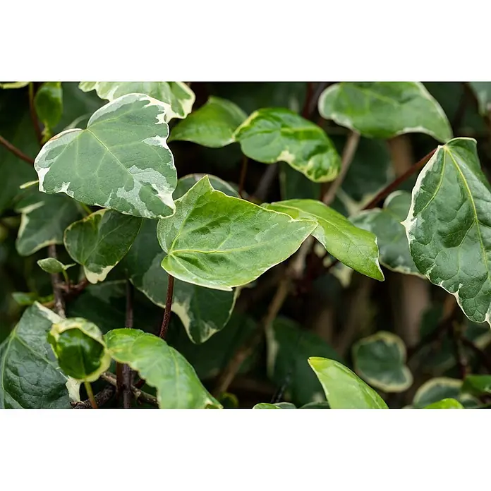 Pflanzen für dich Efeu 40-60 cm - Hedera algeriensis 'Gloire de Marengo' - Grüne Efeublätter mit weißen panaschierten Rändern.
