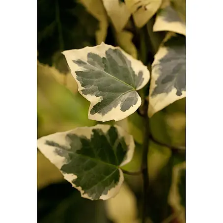 Pflanzen für dich  Efeu 60-100 cm