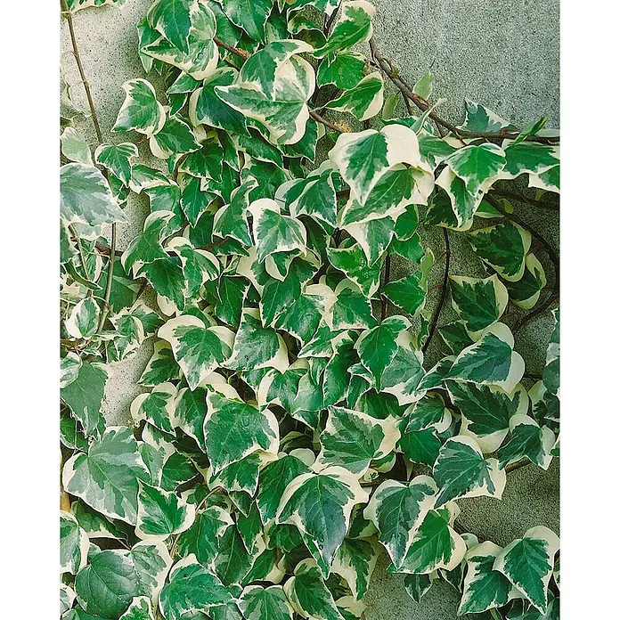 Pflanzen für dich Efeu 40-60 cm - Hedera algeriensis 'Gloire de Marengo' - Buntblättriger Efeu mit grünen und weißen Blättern an einer Betonwand rankend.