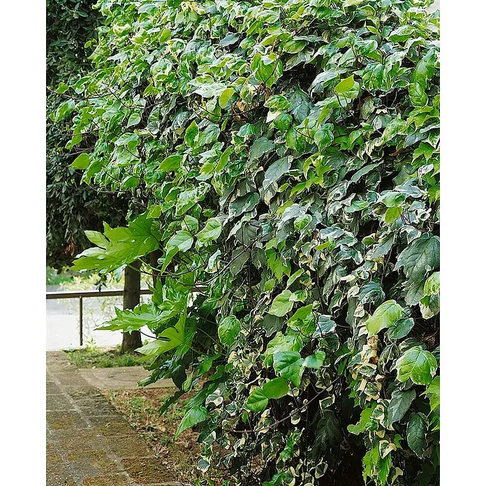 Pflanzen für dich Efeu 40-60 cm - Hedera algeriensis 'Gloire de Marengo' - Dichte Hecke aus panaschiertem Efeu mit grün-weißen Blättern, entlang eines Steinweges wachsend.