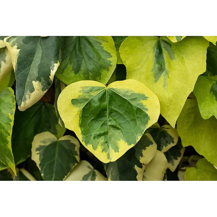 Pflanzen für dich Efeu 40-60 cm - Hedera colchica 'Dentata Variegata' - Buntblättrige Efeublätter in leuchtendem Grün und Gelb.
