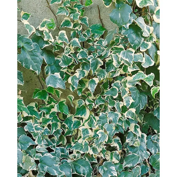 Pflanzen für dich Efeu 40-60 cm - Hedera algeriensis 'Gloire de Marengo' - Buntblättriger Efeu mit grünen und weißen Blättern, der eine Betonwand erklimmt.