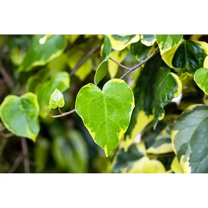 Pflanzen für dich Efeu 40-60 cm - Hedera colchica 'Dentata Variegata' - Nahaufnahme von leuchtend grünen und gelb panaschierten Efeublättern, einige herzförmig, an einem Pflanzenstiel.