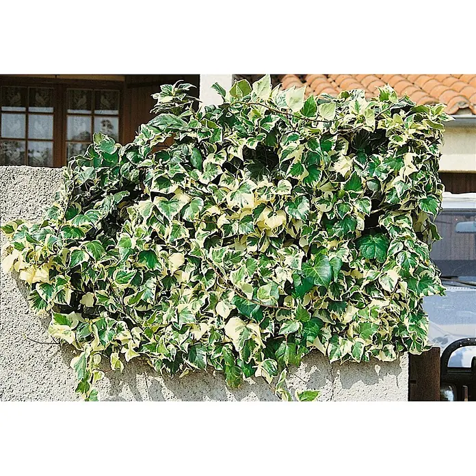 Pflanzen für dich Efeu 40-60 cm - Hedera algeriensis 'Gloire de Marengo' - Buntblättriger Efeu mit grünen Blättern und cremeweißen Rändern, dicht wachsend an einer strukturierten Wand.