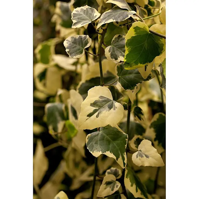 Pflanzen für dich Efeu 40-60 cm - Hedera colchica 'Dentata Variegata' - Bunte Efeupflanze mit grünen und cremeweißen Blättern.
