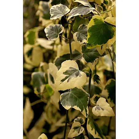 Pflanzen für dich  Efeu 40-60 cm