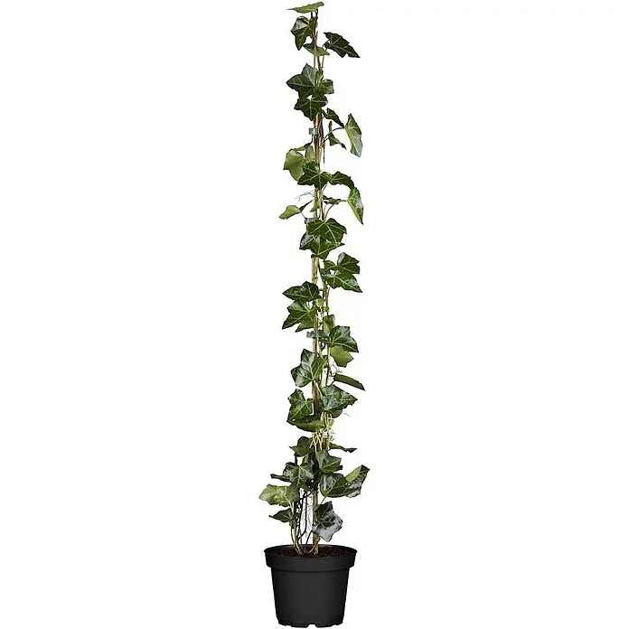 Pflanzen für dich Efeu Efeu - Hedera helix 'Hibernica' - Eine lebhaft grüne Efeupflanze, die an einem Stab in einem schwarzen Topf hochklettert.