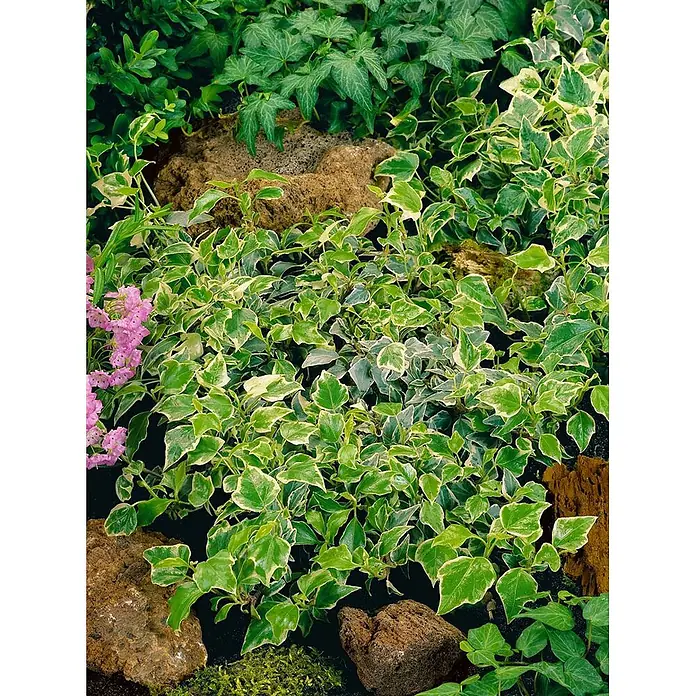 Pflanzen für dich Efeu Efeu - Hedera helix 'Little Diamond' - Üppige grün-weiß panaschierte Efeu-Bodendecker zwischen braunen Steinen, umgeben von anderen Grünpflanzen und rosa Blüten.
