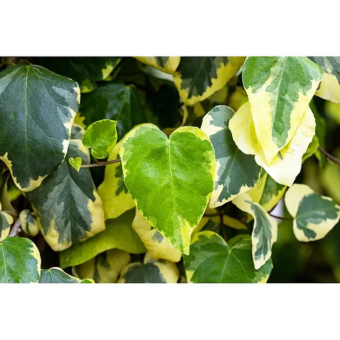 Pflanzen für dich Efeu 40-60 cm - Hedera colchica 'Dentata Variegata' - Buntblättrige Efeublätter mit herzförmigen grünen und gelben Mustern.