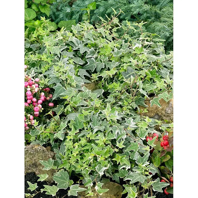 Pflanzen für dich Efeu Efeu - Hedera helix 'Little Diamond' - Bunte Efeubodenbedeckung mit grün-weiß geränderten Blättern, wächst zwischen Steinen und rosa Beeren.