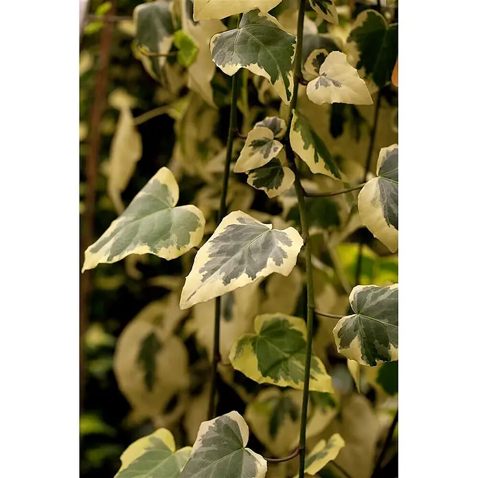 Pflanzen für dich Efeu 40-60 cm - Hedera colchica 'Dentata Variegata' - Nahaufnahme von panaschierten Efeublättern mit grüner Mitte und cremefarbenen Rändern an rankenden Stielen.