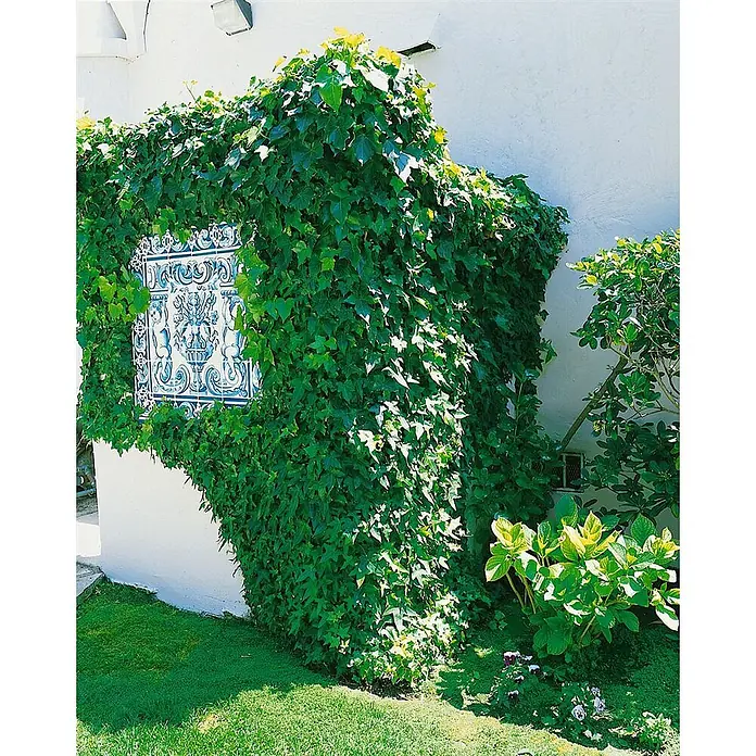 Pflanzen für dich Efeu Efeu - Hedera helix 'Little Diamond' - Eine weiße Wand, bedeckt mit üppigem grünen Efeu, verziert mit einem blau-weißen dekorativen Fliesenpaneel. Grüner Rasen und Sträucher im Vordergrund.