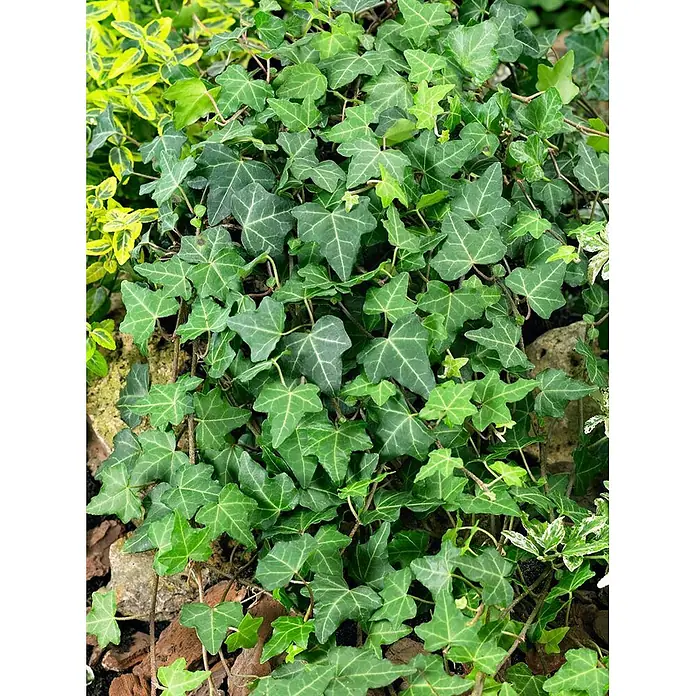 Pflanzen für dich Efeu 40-60 cm - Hedera helix 'Plattensee' - Üppiger grüner Efeu mit charakteristischen gelappten Blättern, als Bodendecker wachsend.