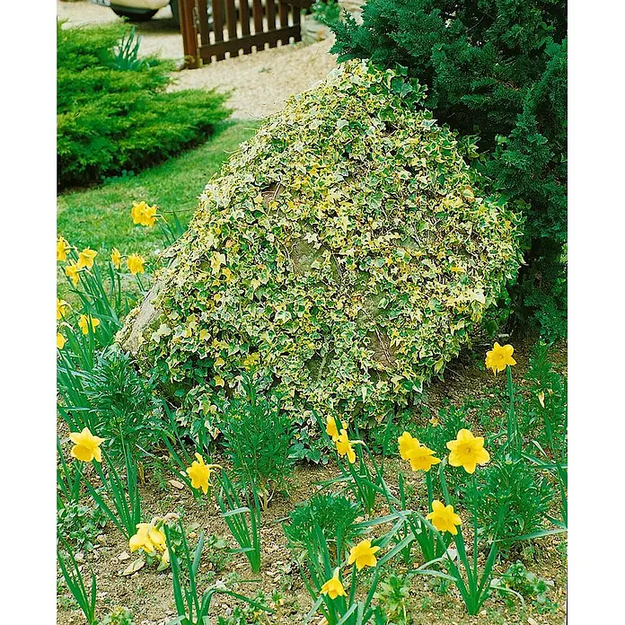 Pflanzen für dich Efeu Efeu - Hedera helix 'Little Diamond' - Großer Felsen mit grün-gelbem Efeu bewachsen, umgeben von gelben Narzissen in einem Garten.
