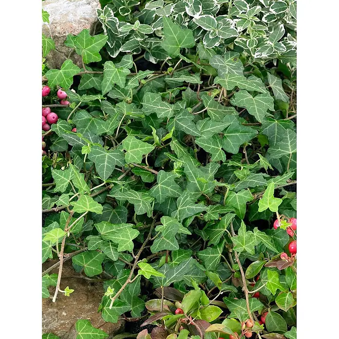 Pflanzen für dich Efeu 40-60 cm - Hedera helix 'Plattensee' - Üppiger grüner Efeu als Bodendecker mit charakteristischen gelappten Blättern, gemischt mit panaschiertem Efeu und roten Beeren.